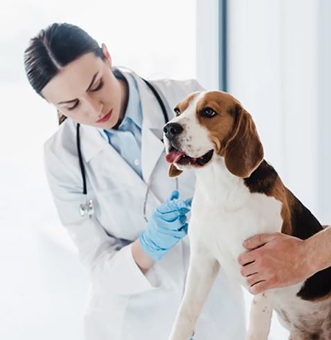 Beypazarı Veteriner